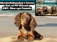 Full AKC import BL EYE, a female Miniature Dachshund for sale in Oneonta, NY – Photo 2 of 3