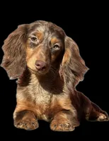 Full AKC import BL EYE, a female Miniature Dachshund for sale in Oneonta, NY – Photo 3 of 3