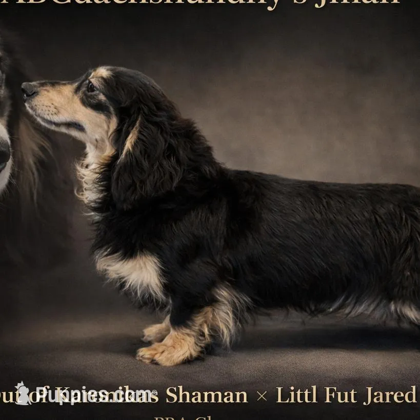 S.African – Dachshund puppy for sale in Oneonta, NY