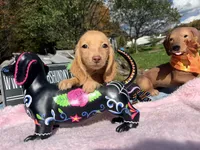 Russian AKC Carrie’s cream, a female Miniature Dachshund for sale in Oneonta, NY – 4 of 5