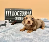 AKC Russian carry cream, a male Miniature Dachshund for sale in Oneonta, NY – Photo 2 of 9