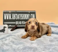 AKC Russian carry cream, a male Miniature Dachshund for sale in Oneonta, NY – Photo 5 of 9