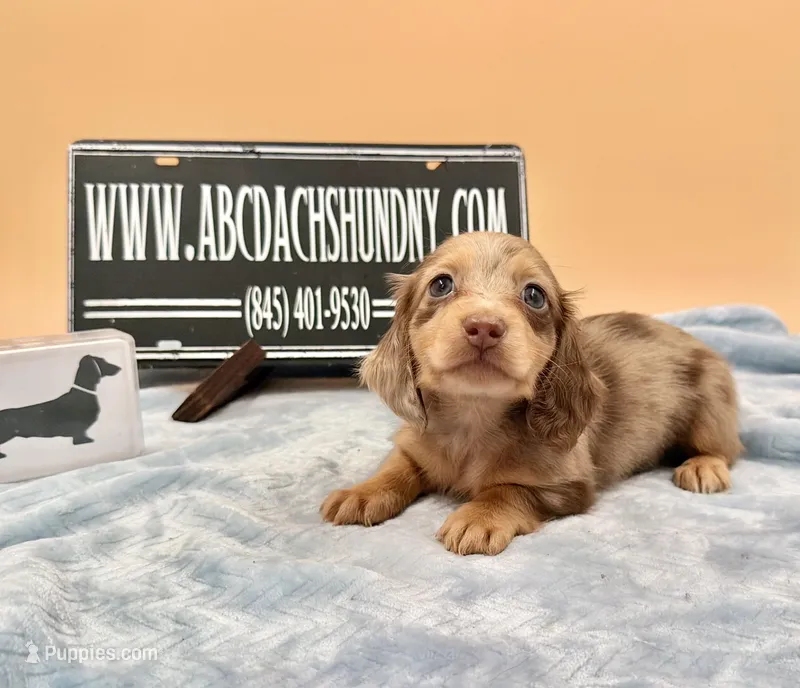 AKC Russian carry cream, a male Miniature Dachshund for sale in Oneonta, NY – Photo 1 of 9