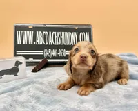 AKC Russian carry cream, a male Miniature Dachshund for sale in Oneonta, NY – Photo 3 of 9