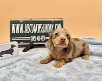 AKC Russian carry cream, a male Miniature Dachshund for sale in Oneonta, NY – Photo 4 of 9