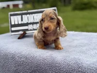 Ch Russian line, a male Miniature Dachshund for sale in Oneonta, NY – 3 of 10