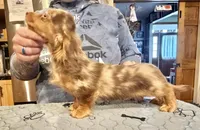 Pork chops AKC show boy, a male Miniature Dachshund for sale in Oneonta, NY – Photo 3 of 8