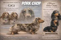 Pork chops AKC show boy, a male Miniature Dachshund for sale in Oneonta, NY – Photo 7 of 8