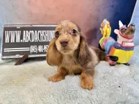 Pork chops AKC show boy, a male Miniature Dachshund for sale in Oneonta, NY – Photo 6 of 8