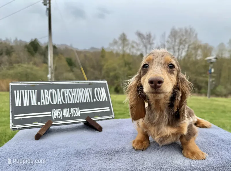 Pork chops AKC show boy blue eye – Miniature Dachshund puppy for sale in Oneonta, NY