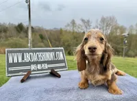 Pork chops AKC show boy blue eye sale, a male Miniature Dachshund for sale in Oneonta, NY – 1 of 9