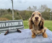 Pork chops AKC show boy blue eye sale, a male Miniature Dachshund for sale in Oneonta, NY – 8 of 9