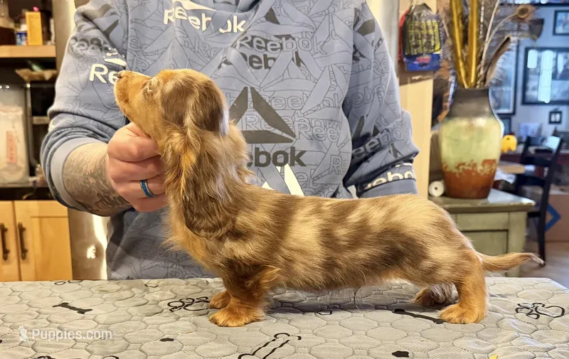 Pork chops AKC show boy – Miniature Dachshund puppy for sale in Oneonta, NY