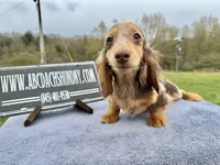 Pork chops AKC show boy blue eye sale, a male Miniature Dachshund for sale in Oneonta, NY – 9 of 9