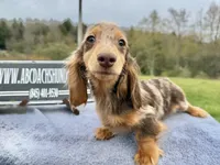 Pork chops AKC show boy blue eye sale, a male Miniature Dachshund for sale in Oneonta, NY – 7 of 9