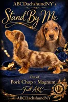 Pork chops AKC show boy blue eye, a male Miniature Dachshund for sale in Oneonta, NY – Photo 9 of 9