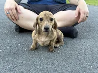 Cream Brindle AKC, a female Miniature Dachshund for sale in Oneonta, NY – 3 of 7