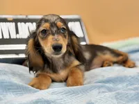 AKC Russian GCH MOM, a male Dachshund for sale in Oneonta, NY – 6 of 10