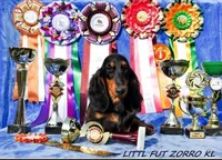 Champion bred AKC import smooth, a male Miniature Dachshund for sale in Oneonta, NY – 5 of 10