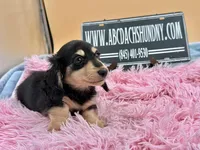 Russian, a female Miniature Dachshund for sale in Oneonta, NY – Photo 4 of 10