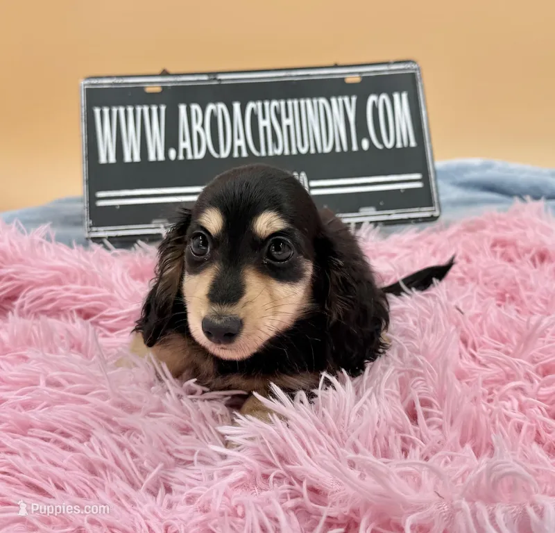 Russian, a female Miniature Dachshund for sale in Oneonta, NY – Photo 1 of 10