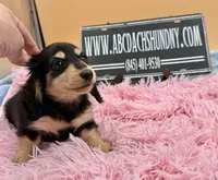 Russian, a female Miniature Dachshund for sale in Oneonta, NY – Photo 5 of 10