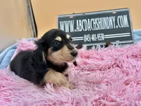 Russian, a female Miniature Dachshund for sale in Oneonta, NY – Photo 3 of 10