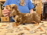 Russian, a male Miniature Dachshund for sale in Oneonta, NY – Photo 8 of 8