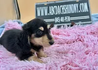 Russian, a female Miniature Dachshund for sale in Oneonta, NY – Photo 2 of 10
