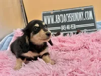 Russian, a female Miniature Dachshund for sale in Oneonta, NY – Photo 6 of 10