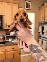 Russian smooth red dapple, a male Dachshund for sale in Oneonta, NY – 4 of 6