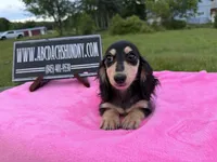 Russian sale, a female Miniature Dachshund for sale in Oneonta, NY – 8 of 10