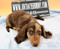 Russian, a male Miniature Dachshund for sale in Oneonta, NY – Photo 1 of 8