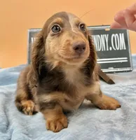 Russian, a male Miniature Dachshund for sale in Oneonta, NY – Photo 3 of 8