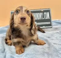Russian, a male Miniature Dachshund for sale in Oneonta, NY – Photo 4 of 8