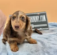 Russian, a male Miniature Dachshund for sale in Oneonta, NY – Photo 5 of 8