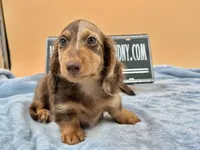 Russian, a male Miniature Dachshund for sale in Oneonta, NY – Photo 6 of 8