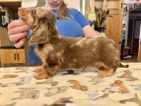 Russian, a male Miniature Dachshund for sale in Oneonta, NY – Photo 7 of 8