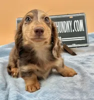Russian, a male Miniature Dachshund for sale in Oneonta, NY – Photo 2 of 8