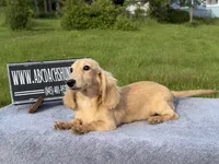 Eng Cream, a male Miniature Dachshund for sale in Oneonta, NY – 8 of 10