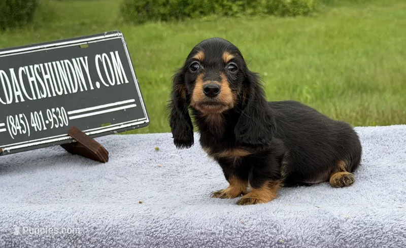 Ch russian – Miniature Dachshund puppy for sale in Oneonta, NY