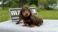 Ch Russian, a male Miniature Dachshund for sale in Oneonta, NY – 4 of 10