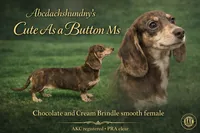 Chocolate and cream brindle AKC , a female Miniature Dachshund for sale in Oneonta, NY – 3 of 3