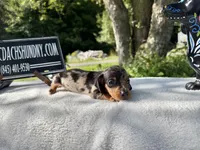 Russian smooth dapple, a female Dachshund for sale in Oneonta, NY – 2 of 6