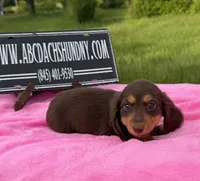Russian, a female Miniature Dachshund for sale in Oneonta, NY – 8 of 9
