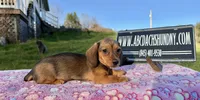 AKC IMPORT PRA Clear, a female Miniature Dachshund for sale in Oneonta, NY – Photo 4 of 9