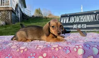 AKC IMPORT PRA Clear, a female Miniature Dachshund for sale in Oneonta, NY – Photo 5 of 9