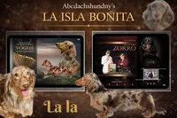 Import AKC , a female Miniature Dachshund for sale in Oneonta, NY – Photo 7 of 10