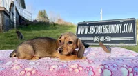 AKC IMPORT PRA Clear, a female Miniature Dachshund for sale in Oneonta, NY – Photo 2 of 9