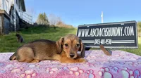 AKC IMPORT PRA Clear, a female Miniature Dachshund for sale in Oneonta, NY – Photo 1 of 9